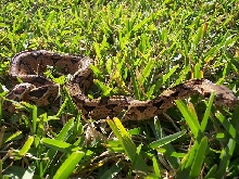 izzy in the grass 2