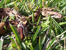 Izzy in the grass 1