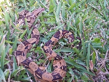 Izzy in the grass 3
