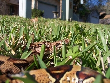 Izzy through the grass