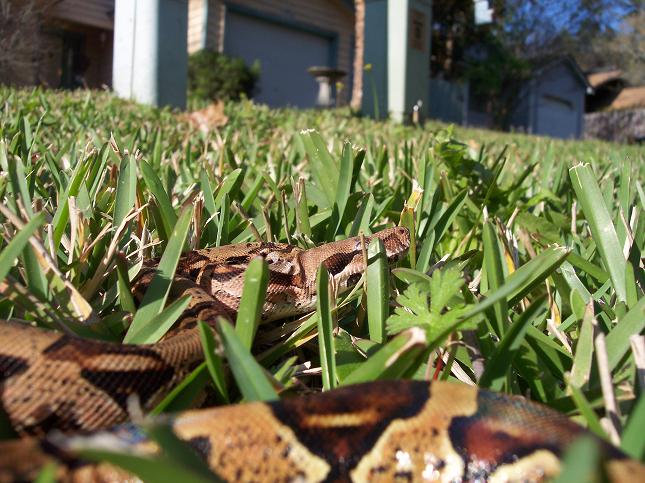 Izzy through the grass