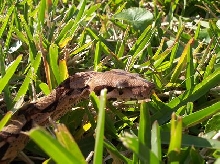 izzy in grass