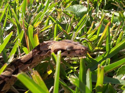 izzy in grass