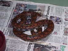 ozzy coiled