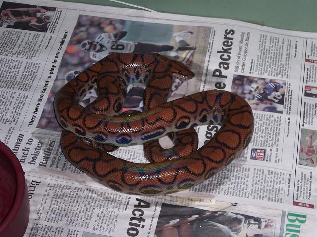 ozzy coiled