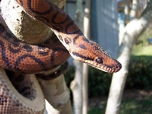 ozzy head shot 1