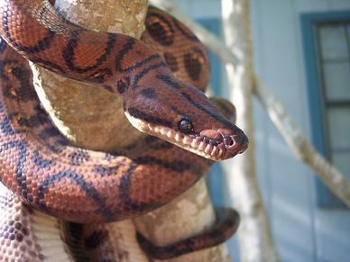ozzy head shot 3