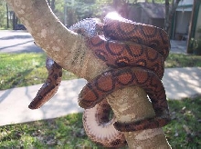 ozzy in tree