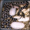 Pine hatch pic 2