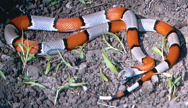 female Grayband King