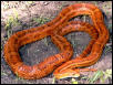Male Charleston Corn