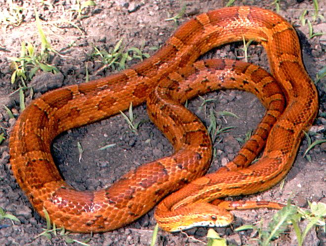 Male Charleston Corn