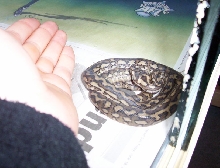 Atherton Tableland carpet python