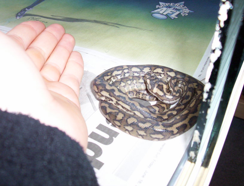Atherton Tableland carpet python