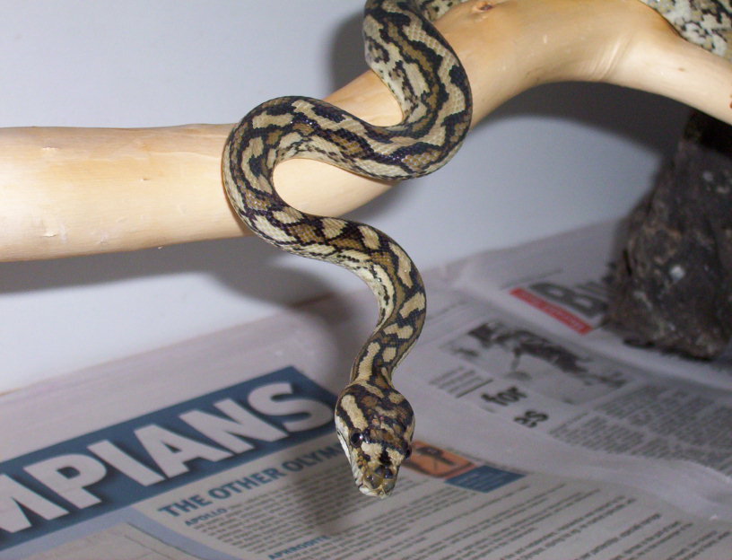 Atherton Tableland carpet python (2)