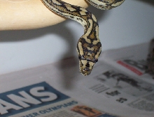 Atherton Tableland carpet python (3)