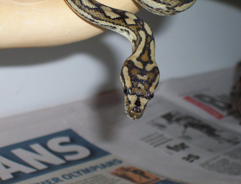 Atherton Tableland carpet python (3)