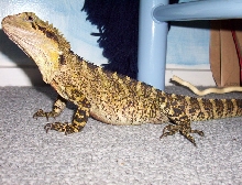 Eastern (Australian) Water dragon