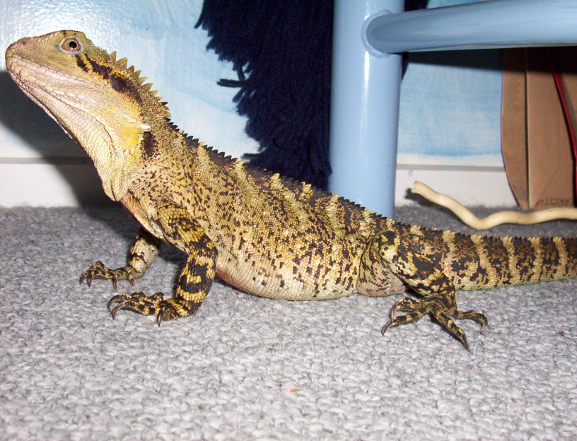 Eastern (Australian) Water dragon