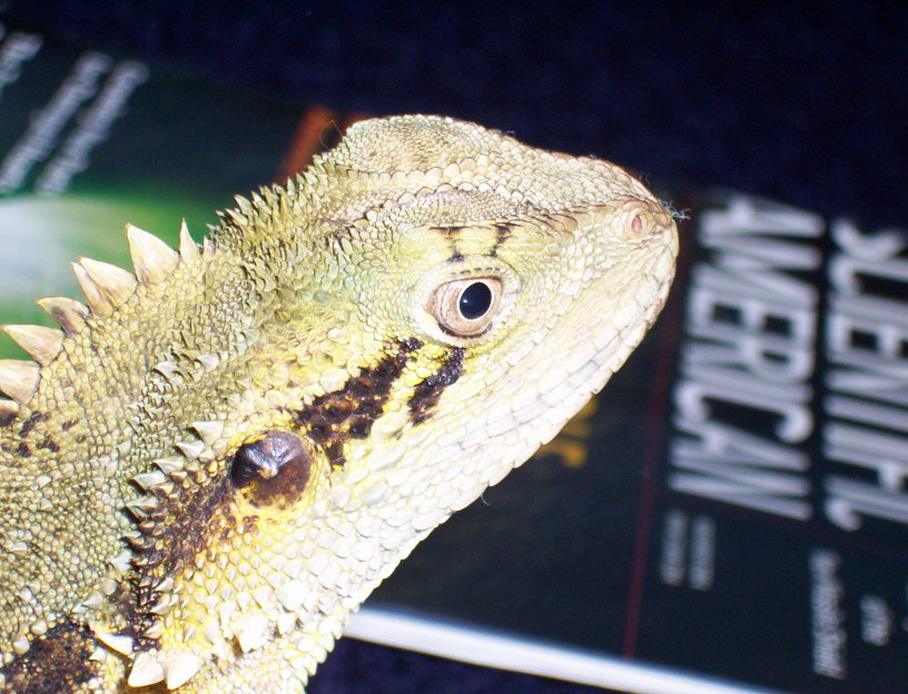 Close up of eastern water dragon