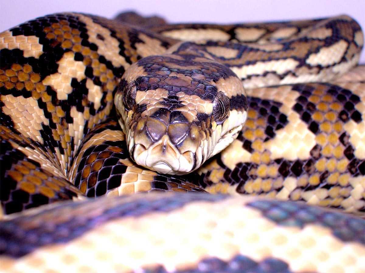 Atherton carpet python