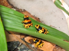 leucs