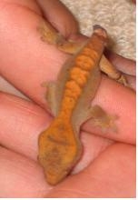 My crested