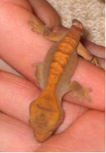 My crested