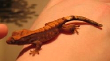 My crested