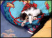 Baby Cookie