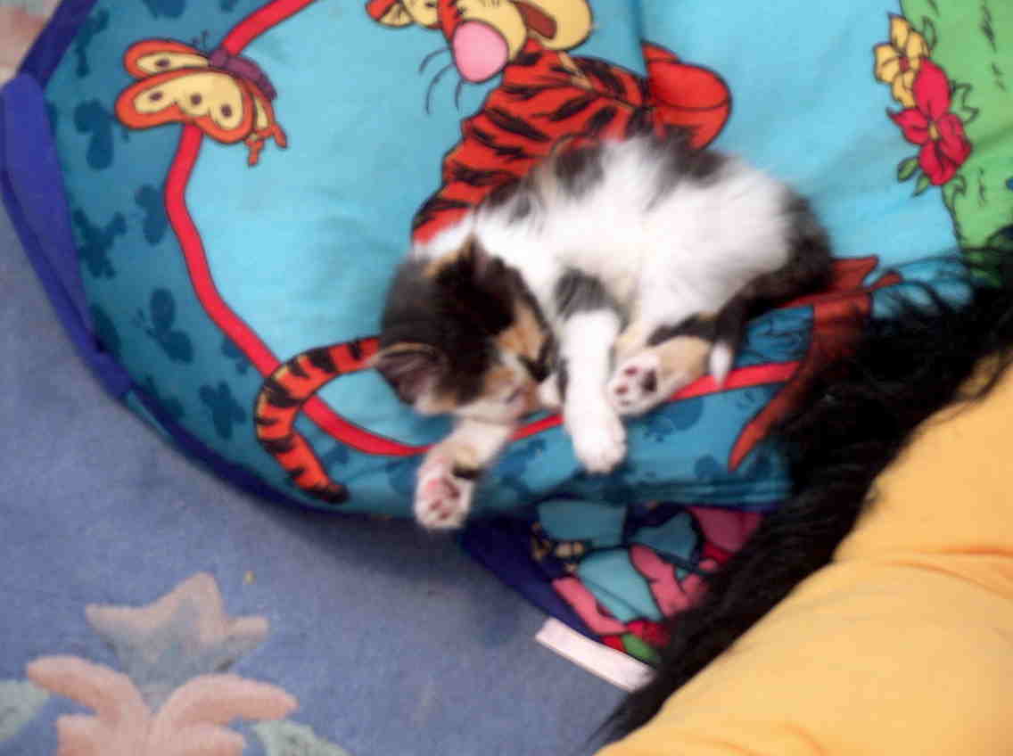 Baby Cookie
