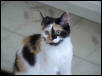 Cookie2