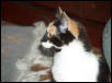 Cookie3