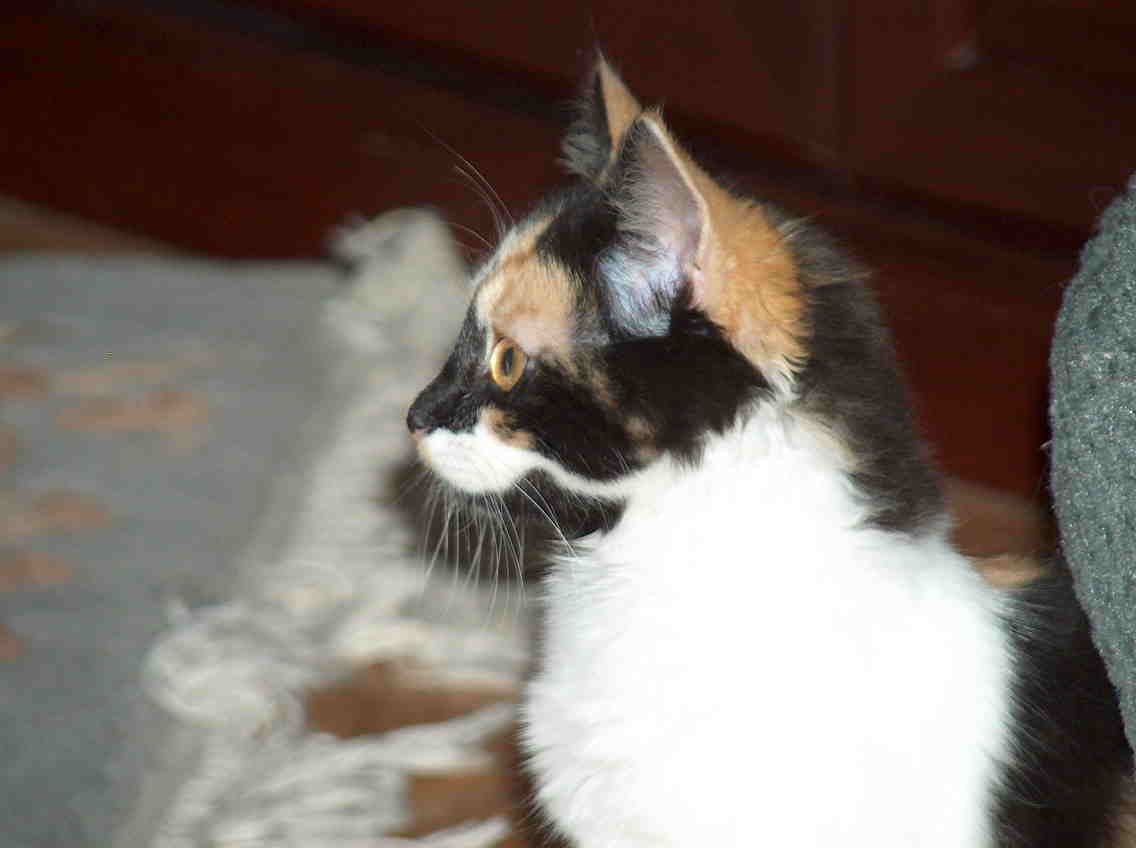 Cookie3