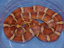 Banded