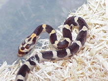 Milkeetee