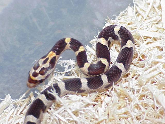 Milkeetee