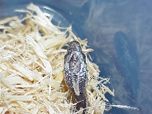 needs to shed