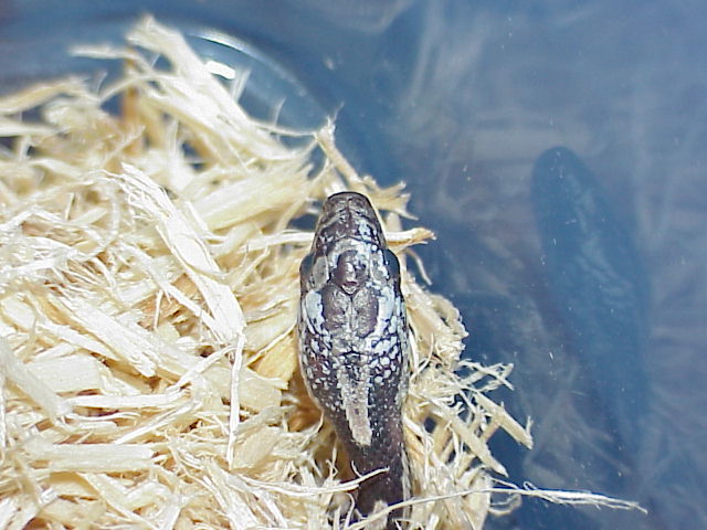 needs to shed