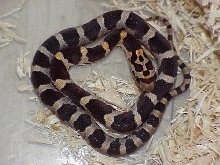 Milkeetee