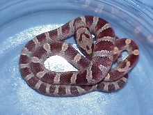 Bloodred