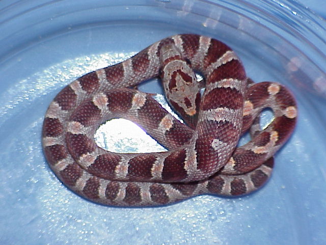 Bloodred