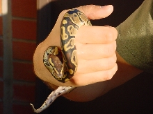 close up bp
