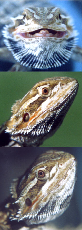 Three pics of him
