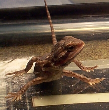 Smaug