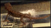 Smaug