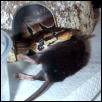 Mouse pillow