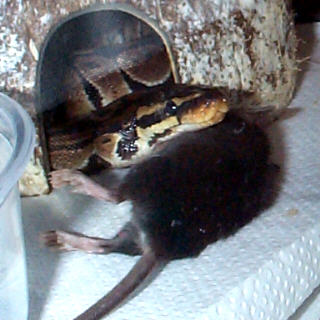 Mouse pillow