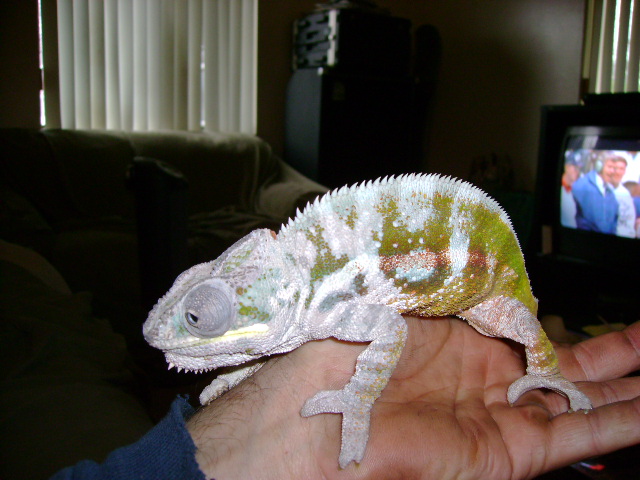 stoney, my tama