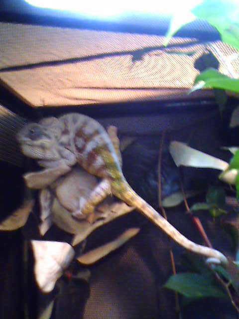 peepin my new nieghbor